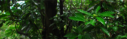 Imagen del curso Biodiversity in Environmental Impact Assessments